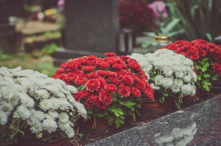 tombstones decorated with colorful seasonal chrysanthemum flowers in cemetery during religious christian traditional autumnal eventの写真素材