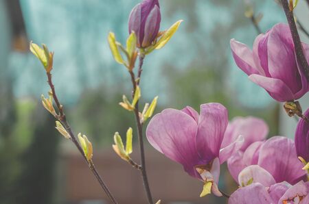 pink magnolia flowers bush in spring time