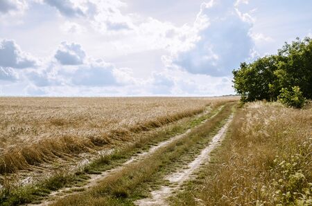 idyllic path among meadows in golden hour time in the country under cloudy skyの写真素材