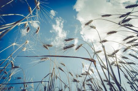 spikes of golden grain and cloudy skyの写真素材