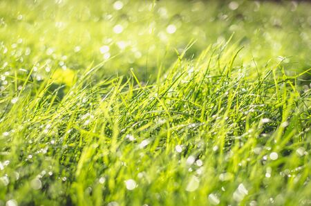 close up of green wet grass の写真素材