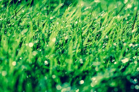 close up of green bright wet grass with bokeh effectの写真素材
