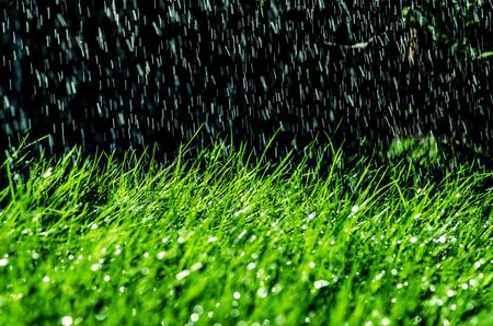 blades of green grass covered with shining water droplets, black and green contrastの写真素材