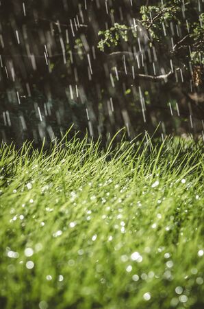 blades of green grass covered with shining water dropletsの写真素材