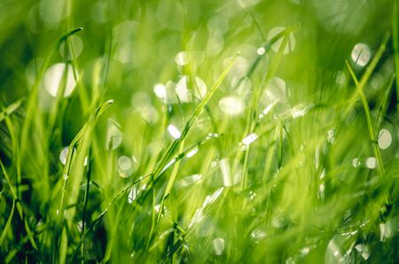 close up of green bright wet grass with bokeh effectの写真素材