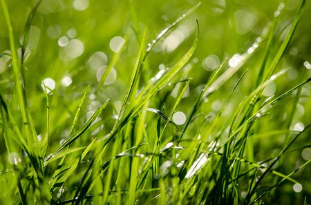 bright green grass after rain