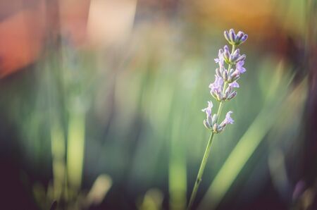 close up of purple lavender flowerの写真素材