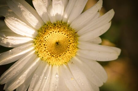 blossoming white daisy flower detailの写真素材