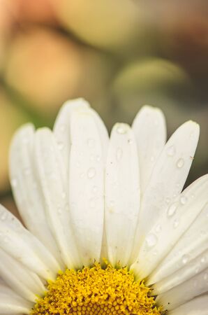 blossoming white daisy flower detailの写真素材