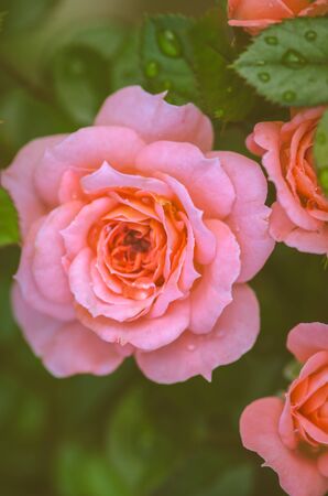 romantic blossoming pink rose flower with green leavesの写真素材