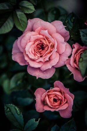 romantic blossoming pink rose flower with green leavesの写真素材