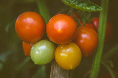 healthy juicy cherry vegetable plantの写真素材