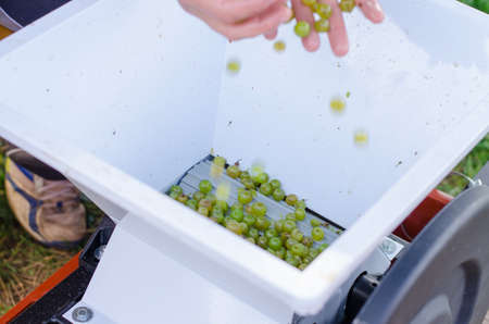 green vineyard in harvest time with ripe purple grapes