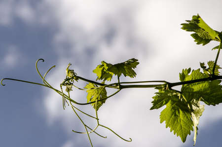 green vineyard in harvest time with ripe purple grapesの写真素材