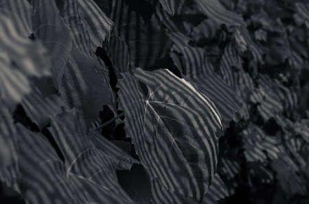 green vineyard in harvest time with ripe purple grapesの写真素材