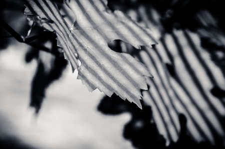 green vineyard in harvest time with ripe purple grapesの写真素材