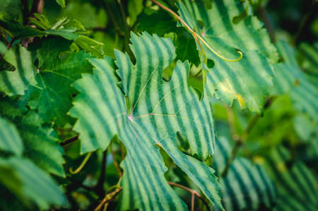 green vineyard in harvest time with ripe purple grapesの写真素材