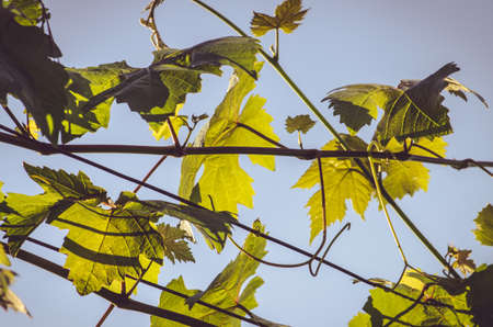 green vineyard in harvest time with ripe purple grapesの写真素材