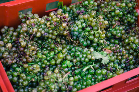 green vineyard in harvest time with ripe purple grapesの写真素材
