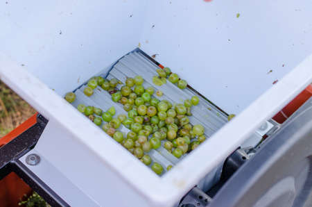 green vineyard in harvest time with ripe purple grapesの写真素材