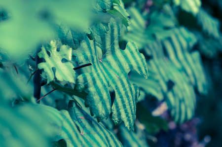close up of paw of fluffy cat sleepingの写真素材