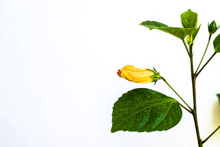 close up of bunch of blooming red roses flower with green backgroundの写真素材