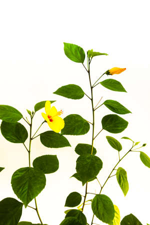 couple of two bright yellow hibiscus flower with green leaves on white backgroundの写真素材