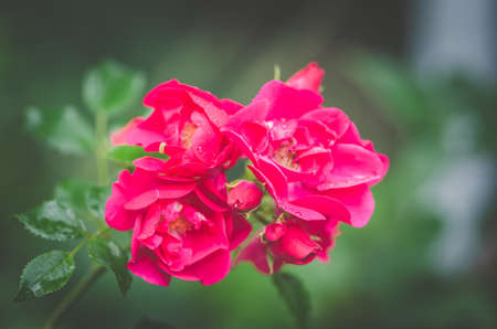 close up of bunch of blooming red roses flower with green backgroundの写真素材