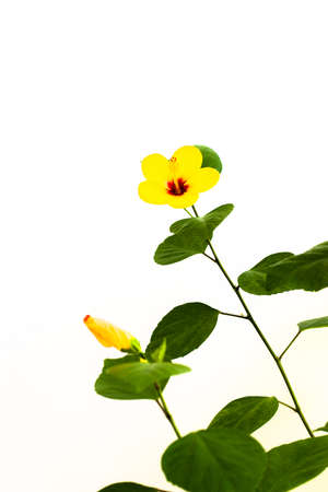 couple of two bright yellow hibiscus flower with green leaves on white backgroundの写真素材