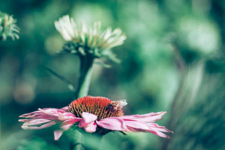 couple of two bright yellow hibiscus flower with green leaves on white backgroundの写真素材