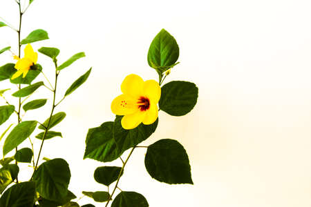 couple of two bright yellow hibiscus flower with green leaves on white backgroundの写真素材