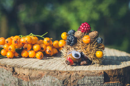 cute figure from chestnut, leaves and flowers in vibrant autumnal colorsの写真素材