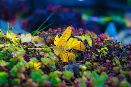 illuminated glittering bokeh with butterfly shape copy space backgroundの写真素材