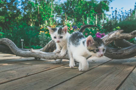 beautiful cat pet isolated imageの写真素材