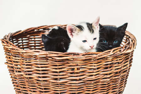 beautiful cat pet isolated imageの写真素材
