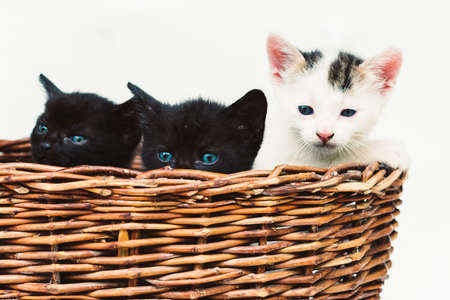 beautiful cat pet isolated imageの写真素材