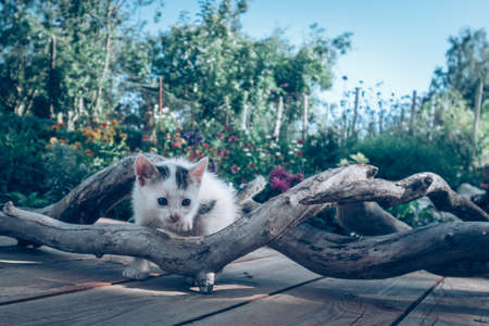 beautiful cat pet isolated imageの写真素材