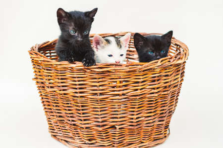 beautiful cat pet isolated imageの写真素材