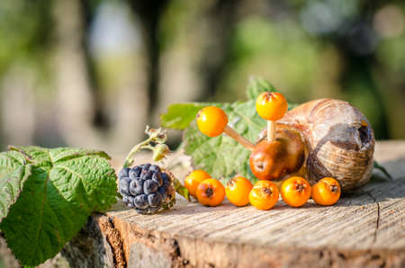 cute figures of pirate and hedgehog from autumnal fruits in vibrant autumnal colorsの写真素材