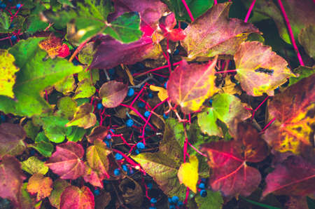 autumnal colorful chrysanthemum flowers backgroundの写真素材