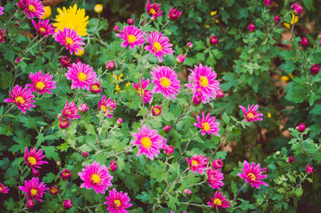 autumnal colorful chrysanthemum flowers backgroundの写真素材