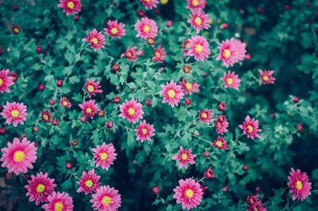 autumnal colorful chrysanthemum flowers backgroundの写真素材