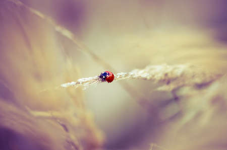 beautiful seasonal colorful autumn natureの写真素材