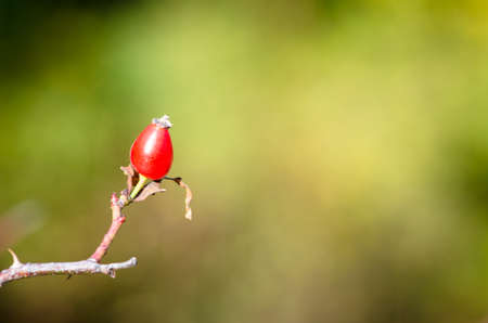 beautiful seasonal colorful autumn natureの写真素材