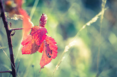 beautiful seasonal colorful autumn nature
