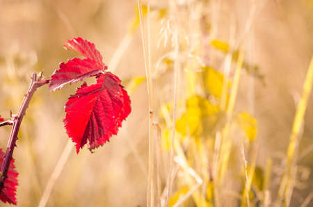 beautiful seasonal colorful autumn nature