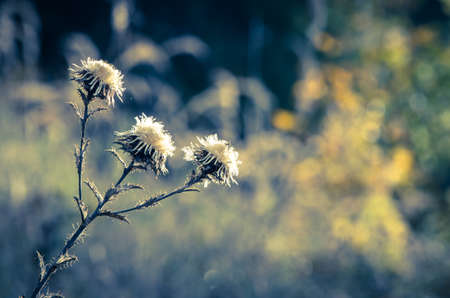 beautiful seasonal colorful autumn nature