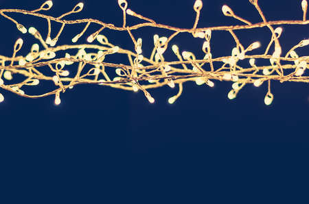 red winter neutral dove on black backgroundの写真素材