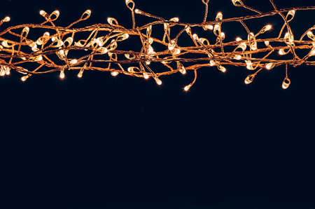 red winter neutral dove on black backgroundの写真素材