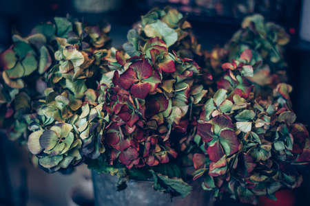 burning candles, scissors and green twigs components on wooden tableの写真素材